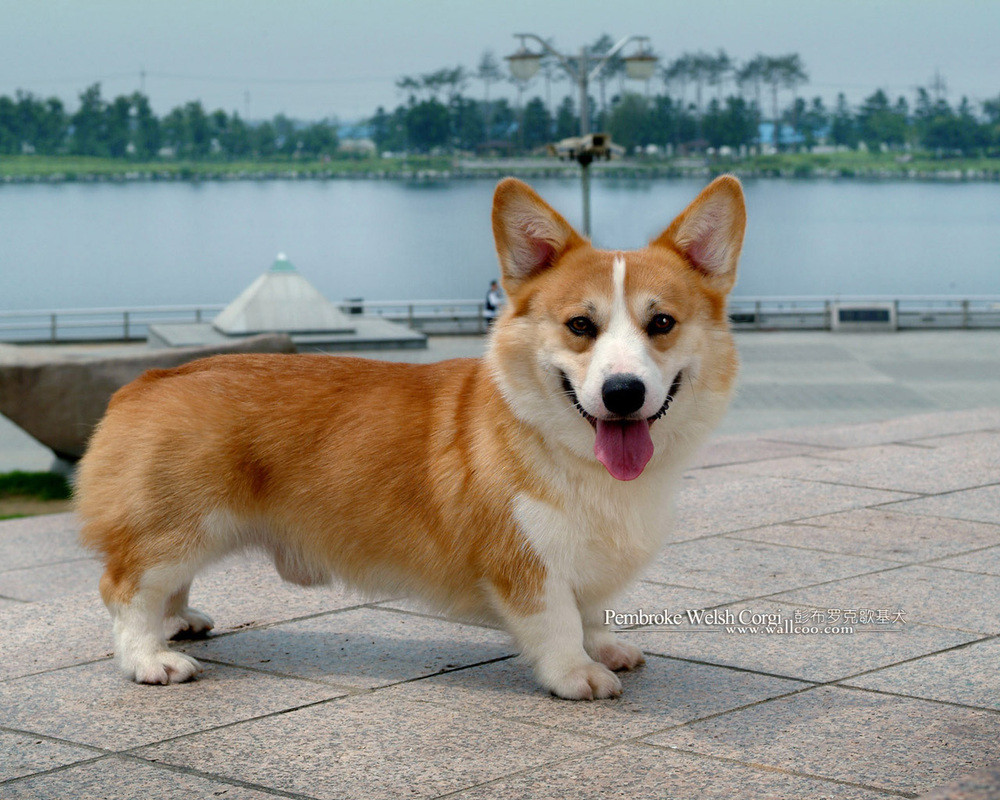 Page 29 Corgi For Sale In Virginia 381 Petzlover