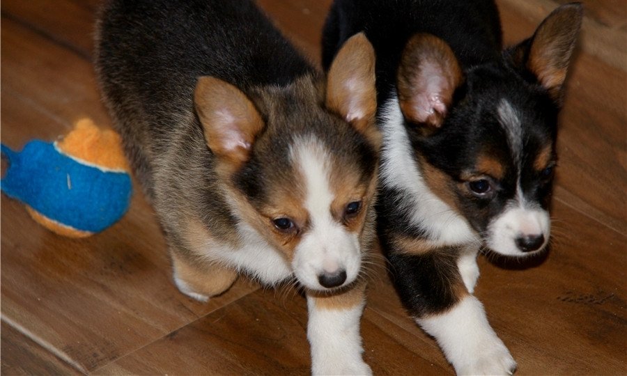 Corgi Puppies For Sale | Nebraska City, NE #270666