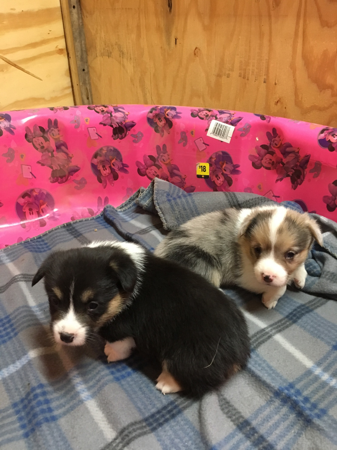 59 HQ Photos Cowboy Corgi Puppies For Sale In Texas - corgi mix puppies for sale | Zoe Fans Blog | Corgi hund ...