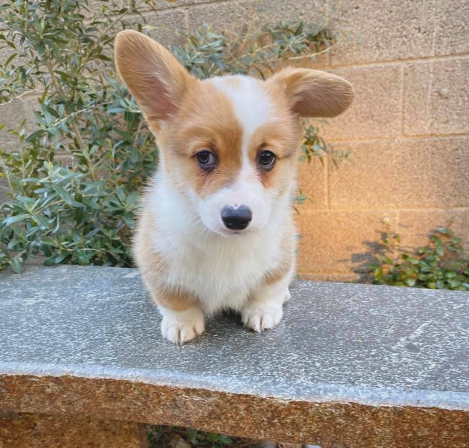 27+ Corgi puppies santa clarita