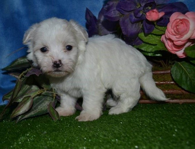 Coton De Tulear Puppies For Sale Canton, OH 184370