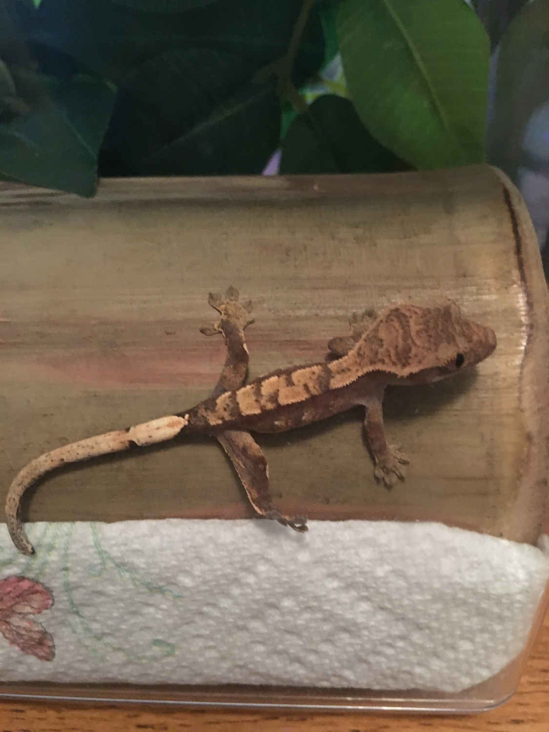 Crested Gecko Reptiles For Sale | St. Louis, MO #213922