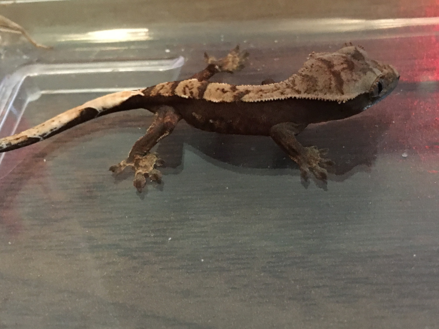 Crested Gecko Reptiles For Sale | St. Louis, MO #213922