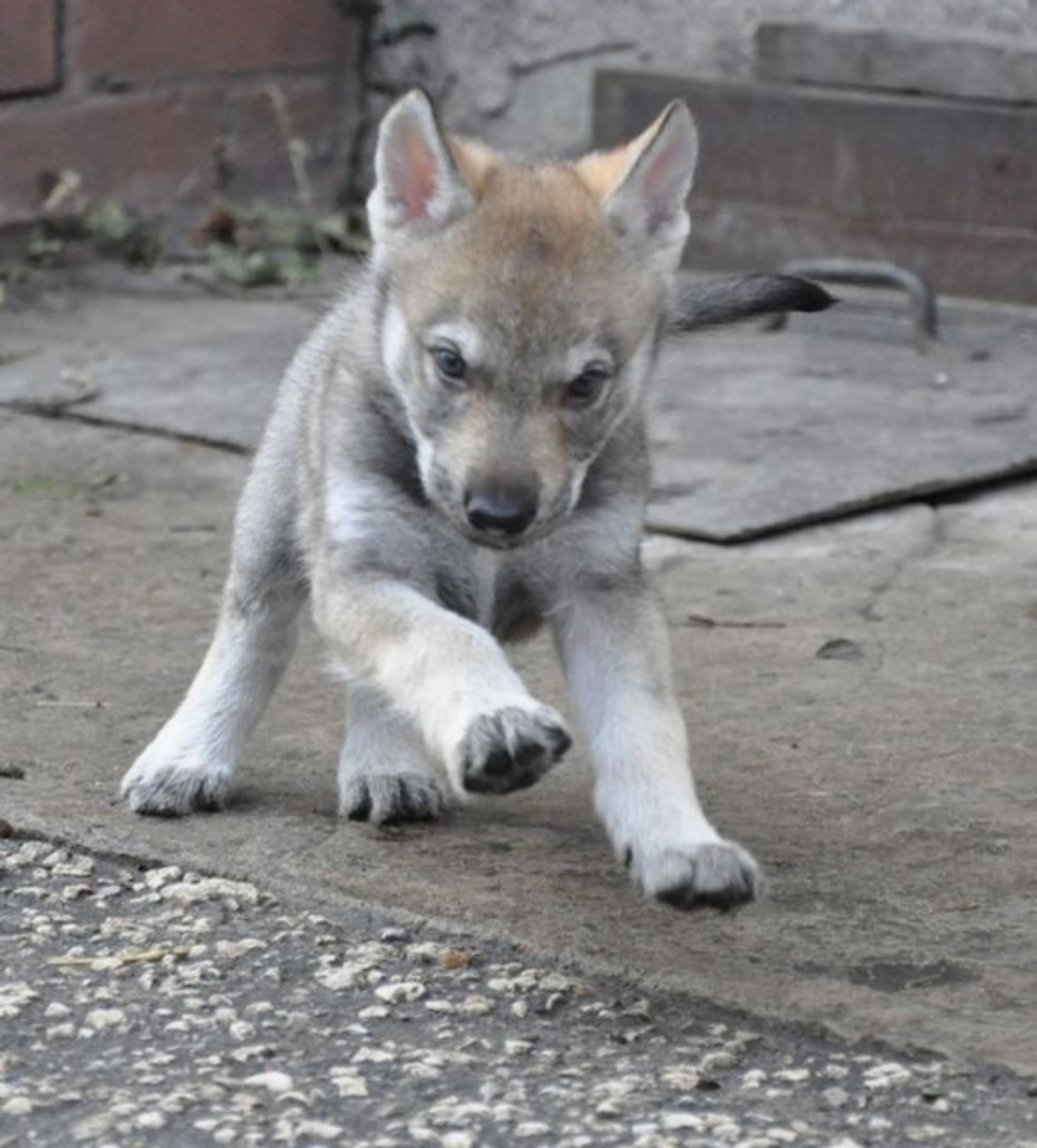 Saarlooswolfhond Vs Czechoslovakian Wolfdog Breed Comparison