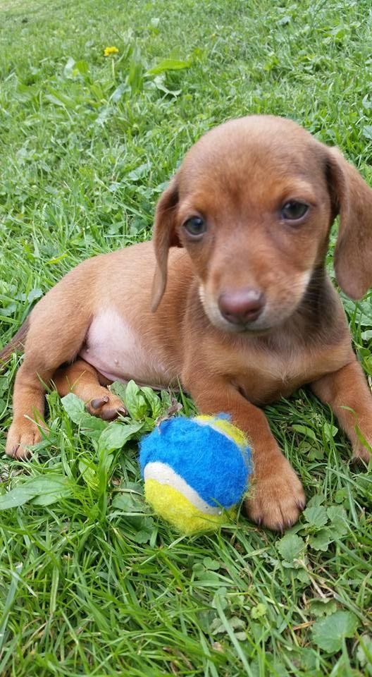 Dachshund Puppies For Sale Beckley, WV 81658 Petzlover