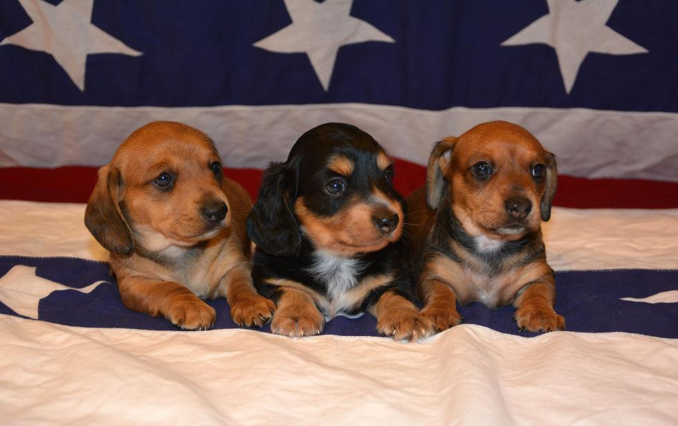 Dachshund Puppies For Sale San Diego, CA 84479