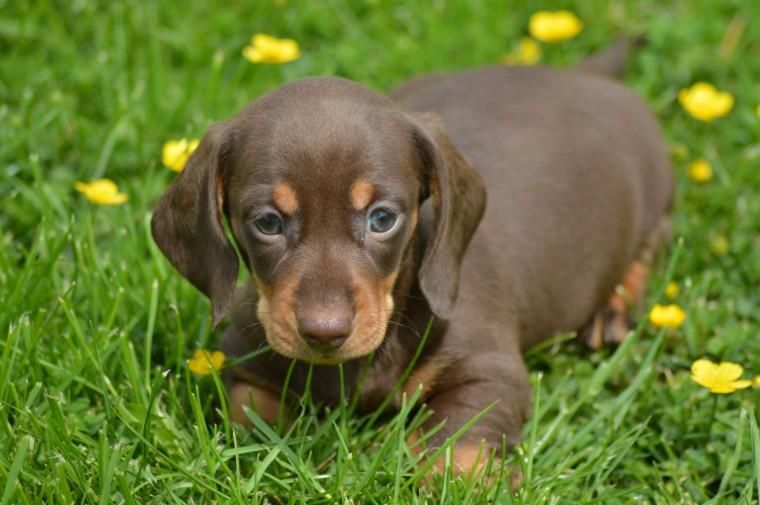 Dachshund Puppies For Sale Los Angeles, CA 150293