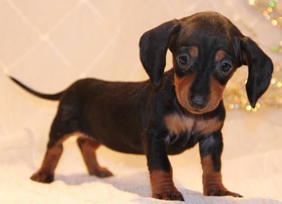 Dachshund Puppies For Sale Rochester Ny Mini dachshund