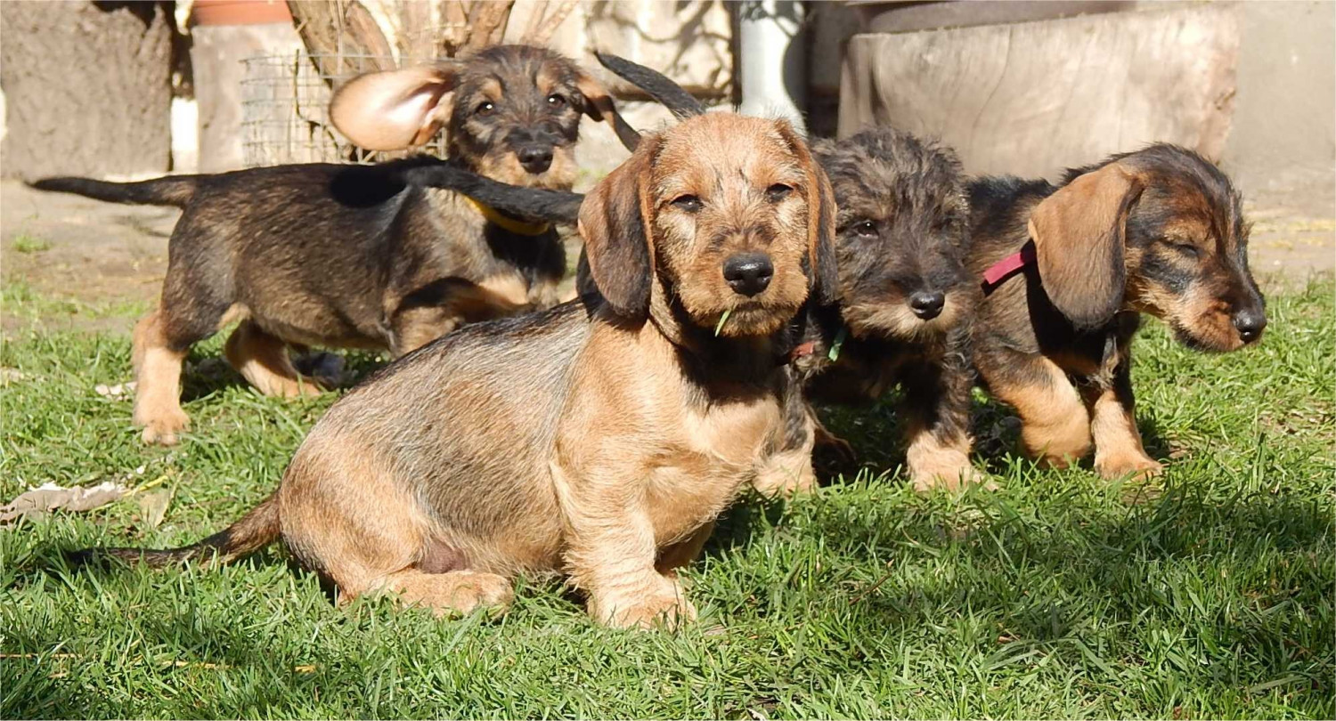 Dachshund Puppies For Sale College Park, MD 172671