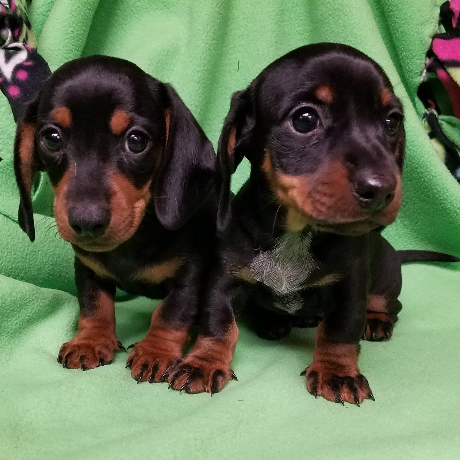Dachshund Puppies For Sale Indianapolis, IN 186081