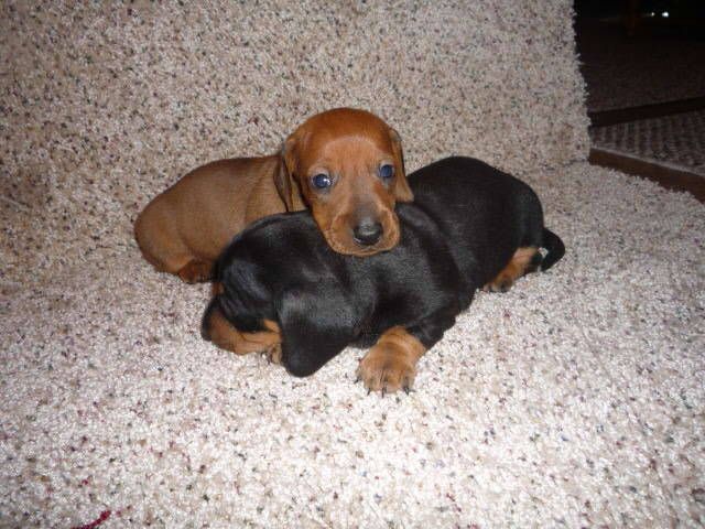 Dachshund Puppies For Sale Los Angeles, CA 190252