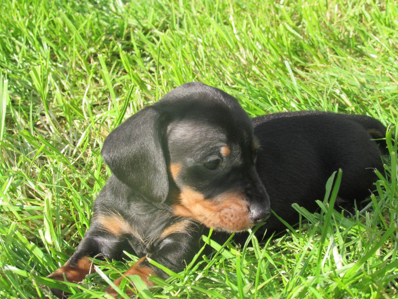 Miniature Dachshunds | Dachshund puppies for sale New South Wales Australia
