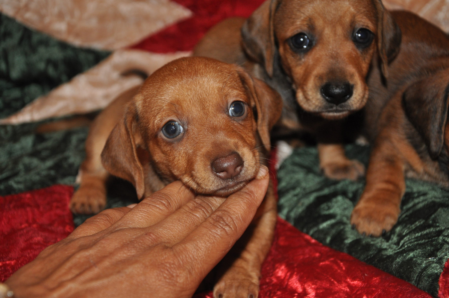 Dachshund Puppies For Sale Athens, GA 193293 Petzlover