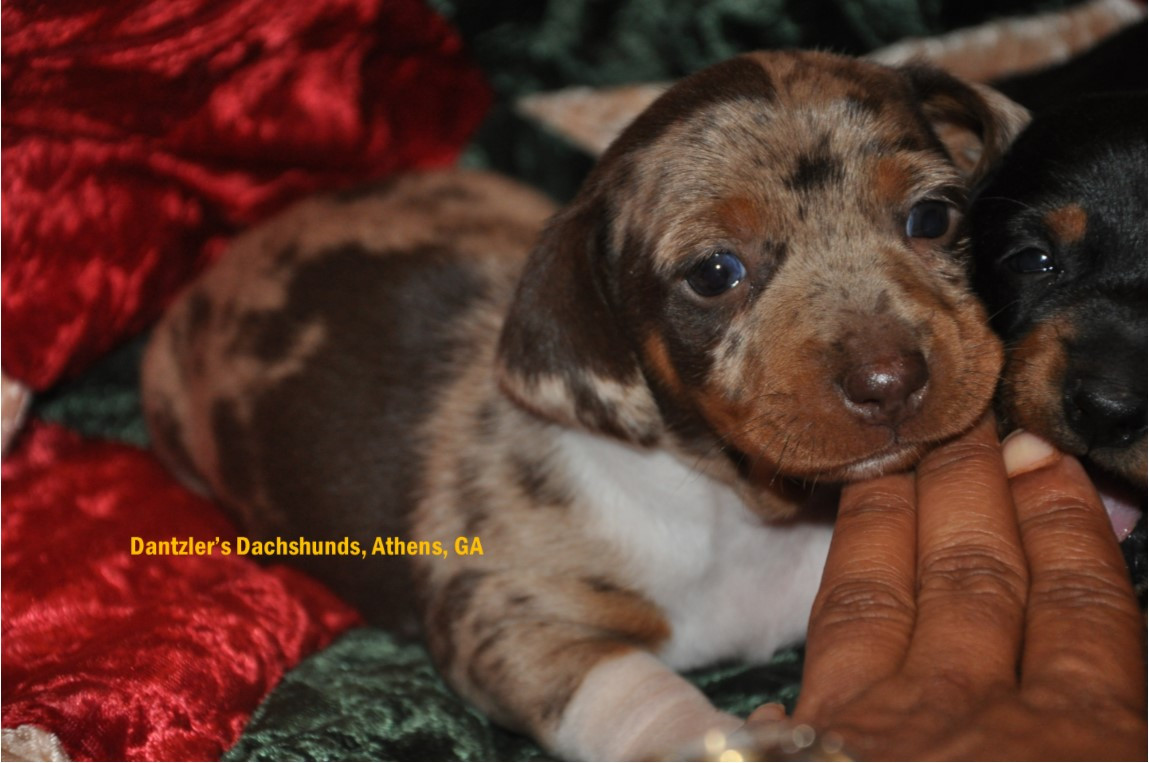 Dachshund Puppies For Sale Athens, GA 193892 Petzlover