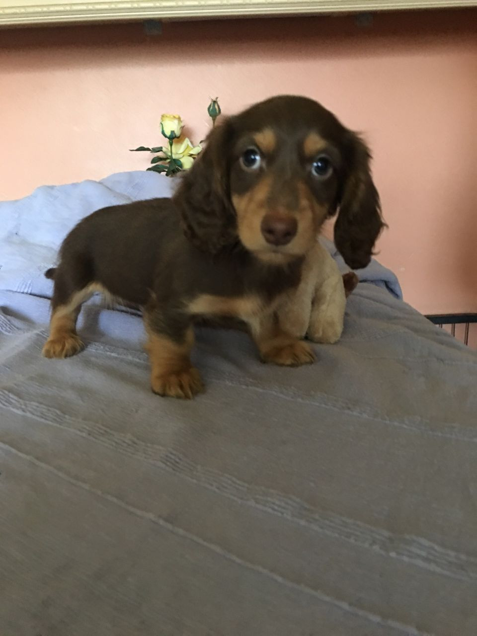 Dachshund Puppies For Sale White Hall, AR 199391