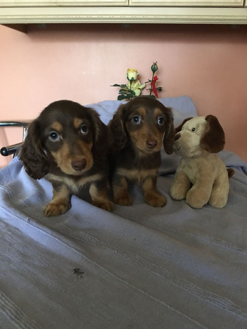 Dachshund Puppies For Sale White Hall, AR 199391