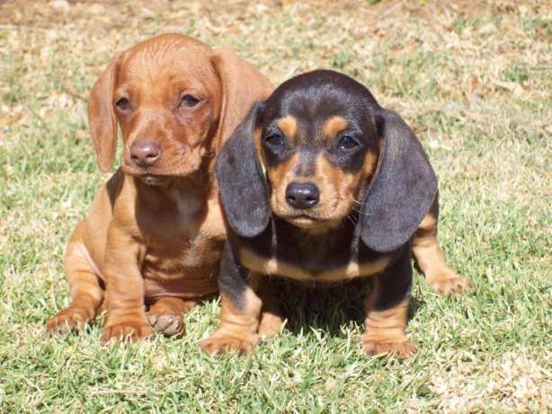 Mini Dachshund Puppies For Sale Ny / Darling, Miniature