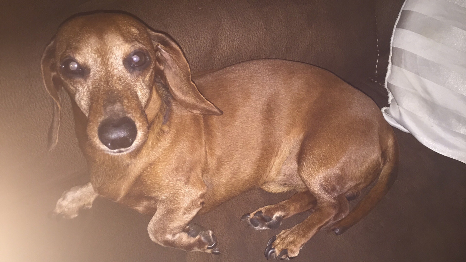 Dachshund Puppies For Sale Ewing, KY 216650 Petzlover
