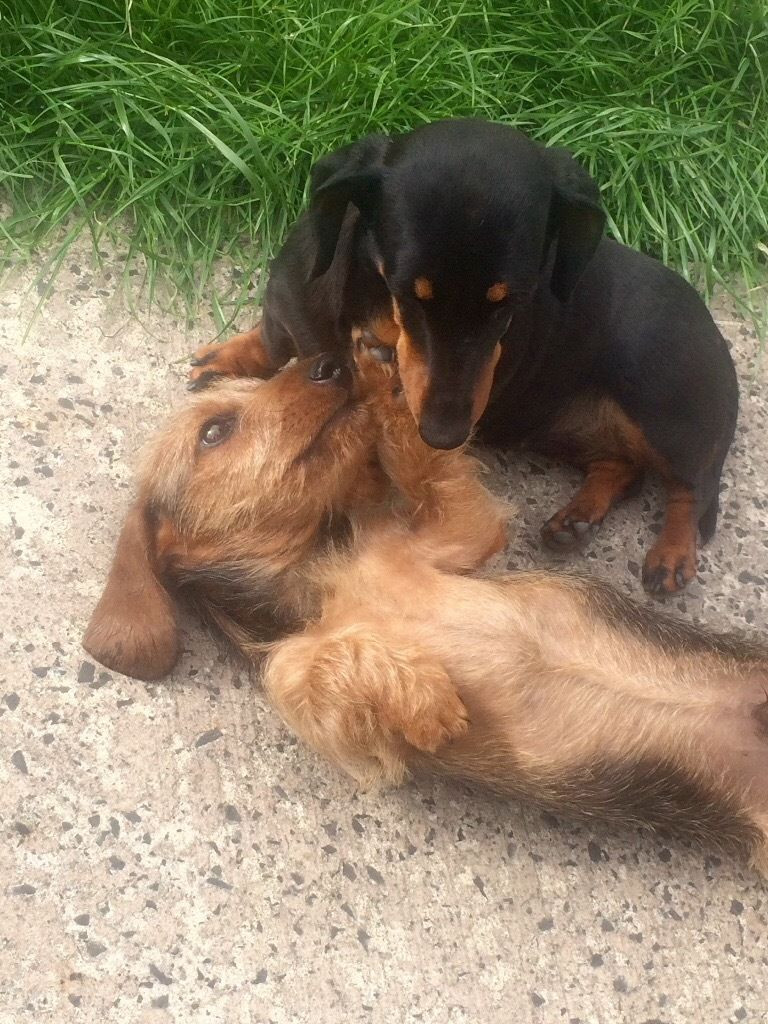 Dachshund Puppies Kansas Pending Dachshund, Mini puppy