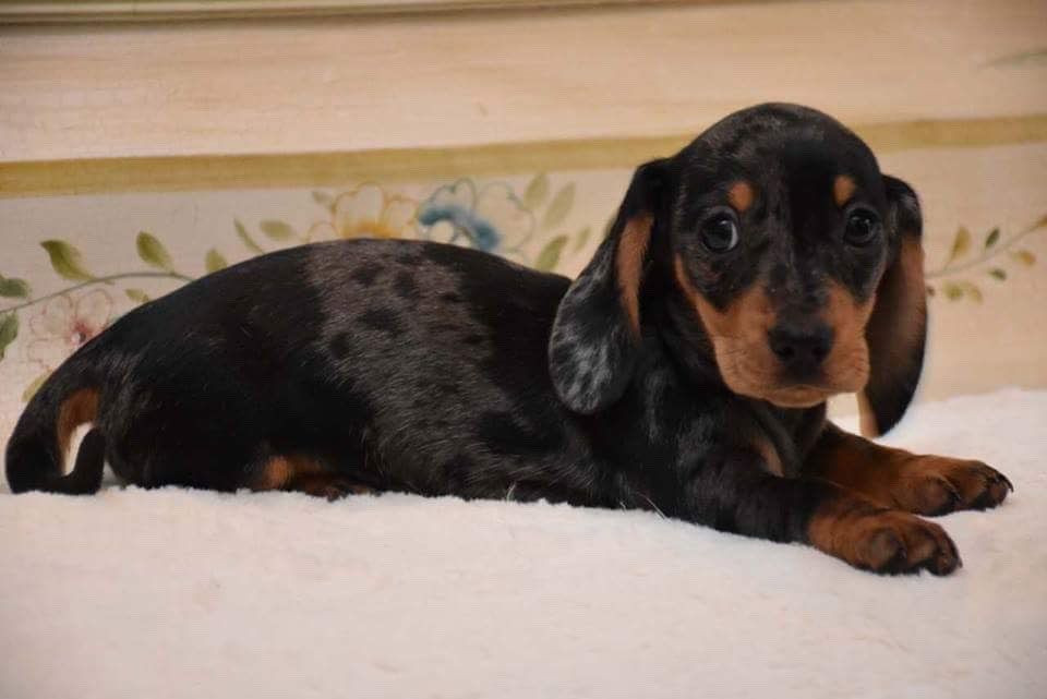 Dachshund Puppies For Sale Baltimore, MD 222316