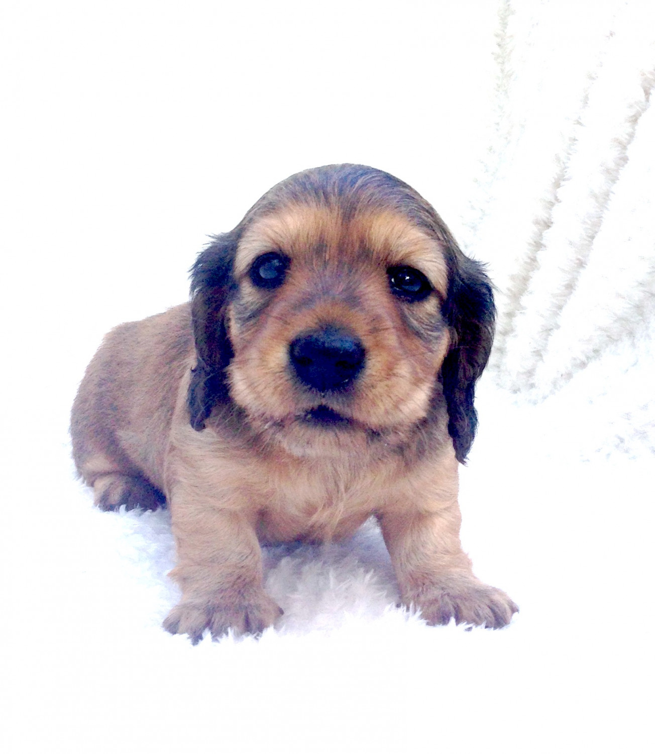 Dachshund Puppies For Sale | Dayton, TX #226811 | Petzlover