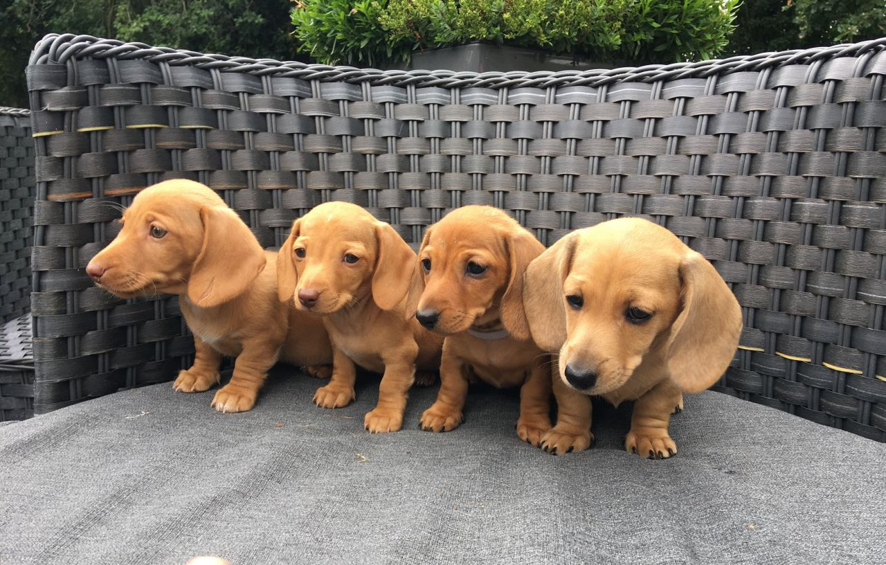 Dachshund Puppies For Sale Louisville, KY 230875