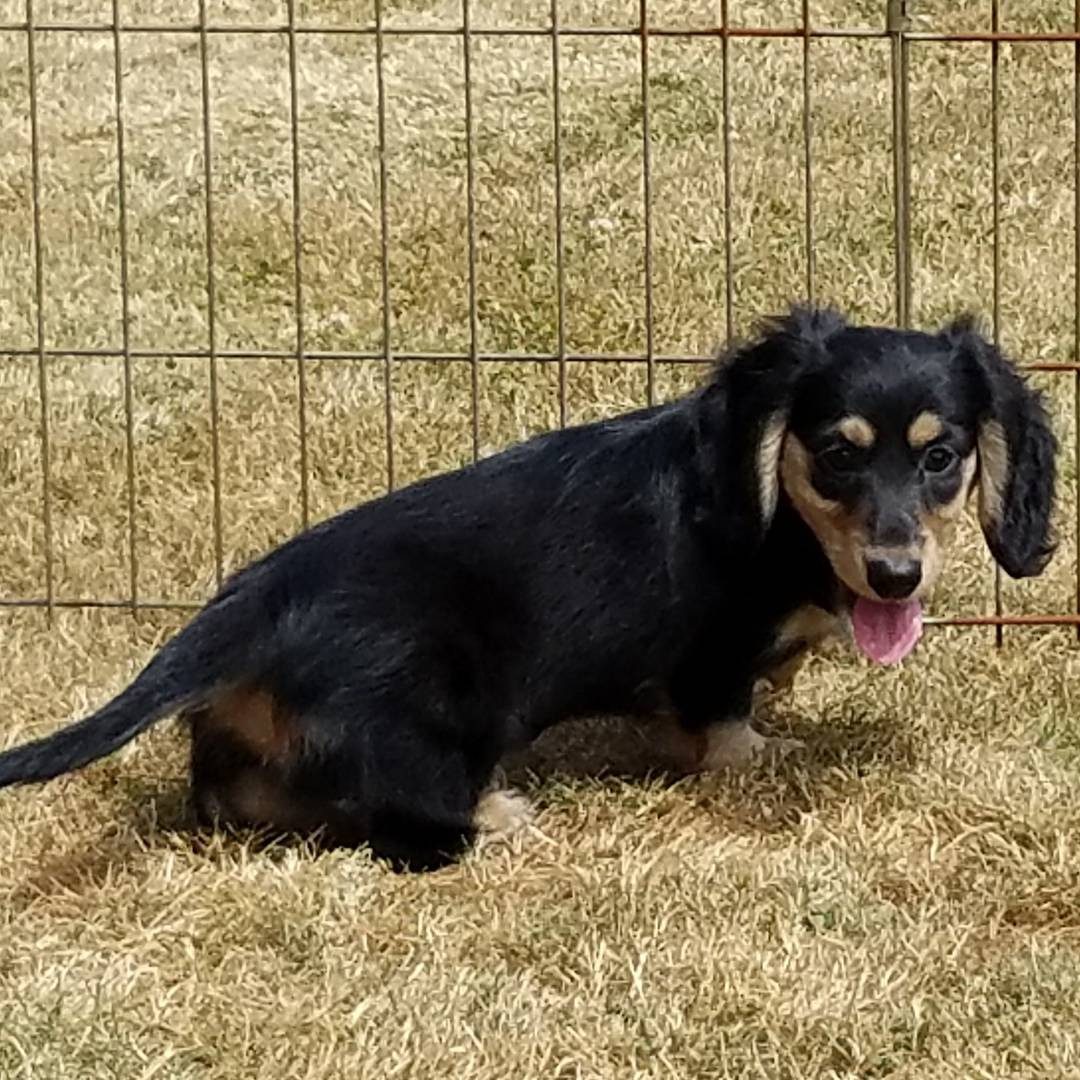 Dachshund Puppies For Sale Mount Vernon, WA 233381