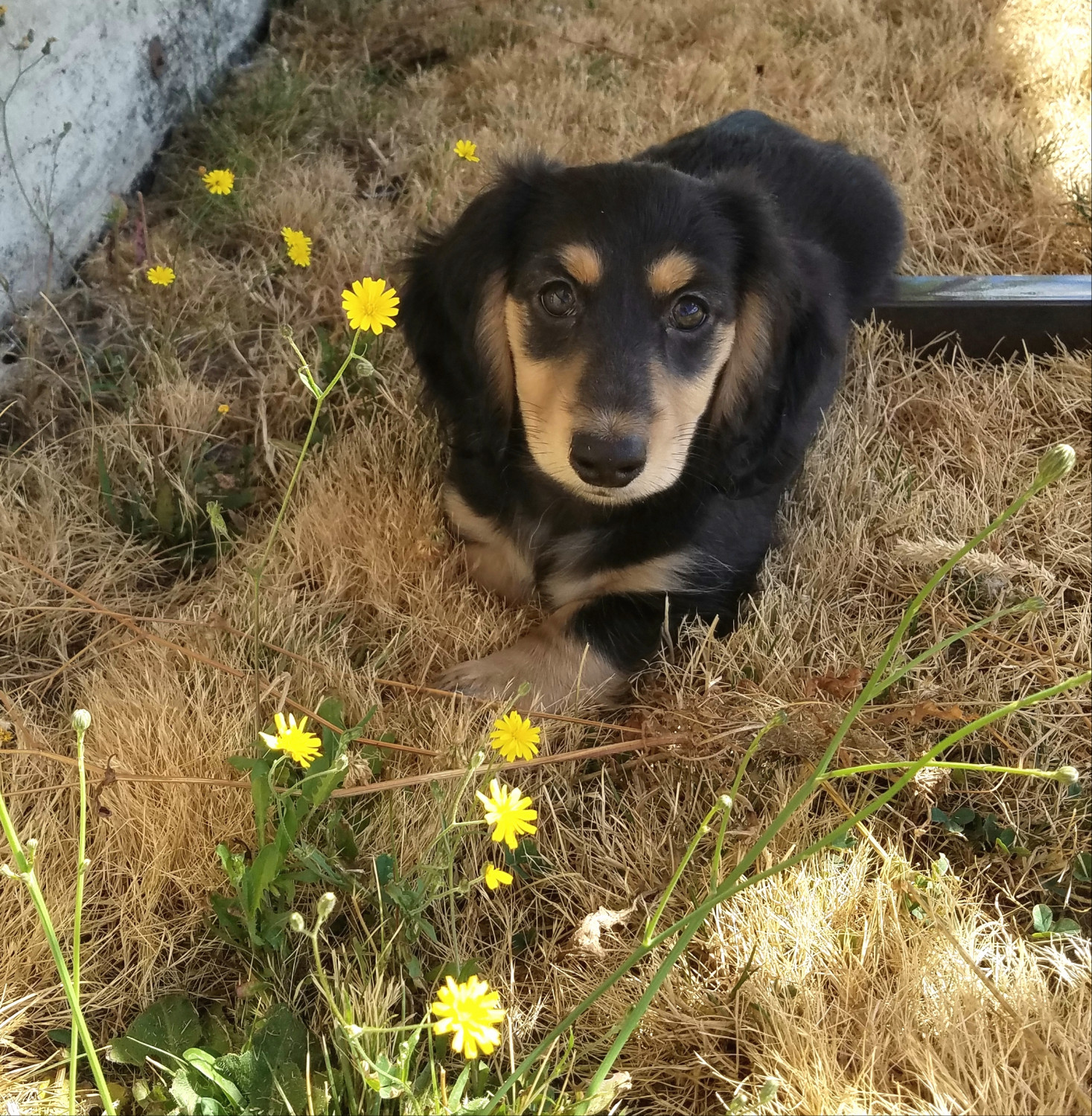 Dachshund Puppies For Sale Mount Vernon, WA 233381