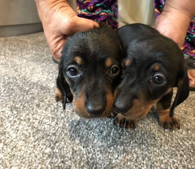 Dachshund Puppies For Sale Michigan Avenue, MI 237584