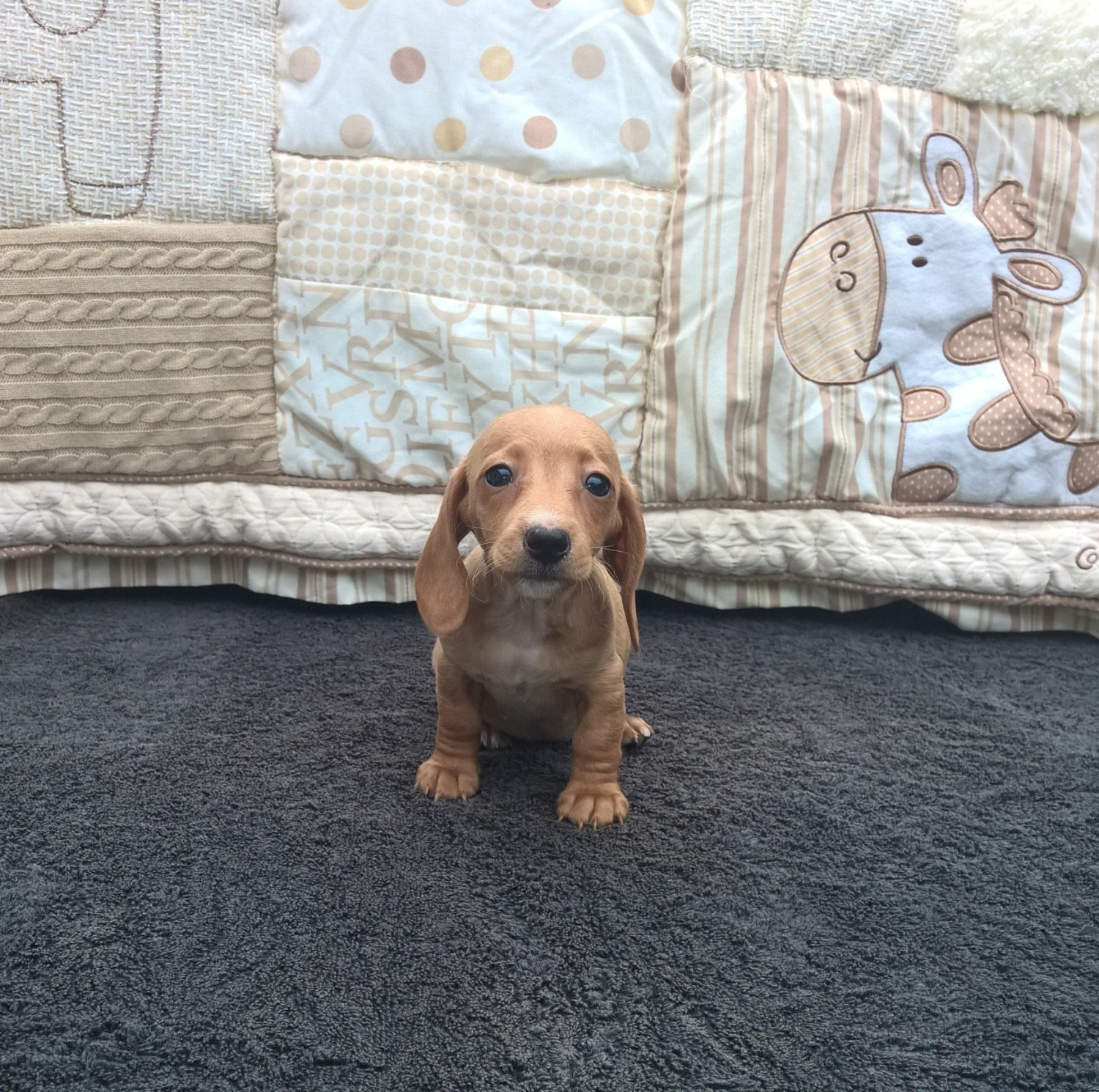 Dachshund Puppies For Sale South Fork Road, Lumber