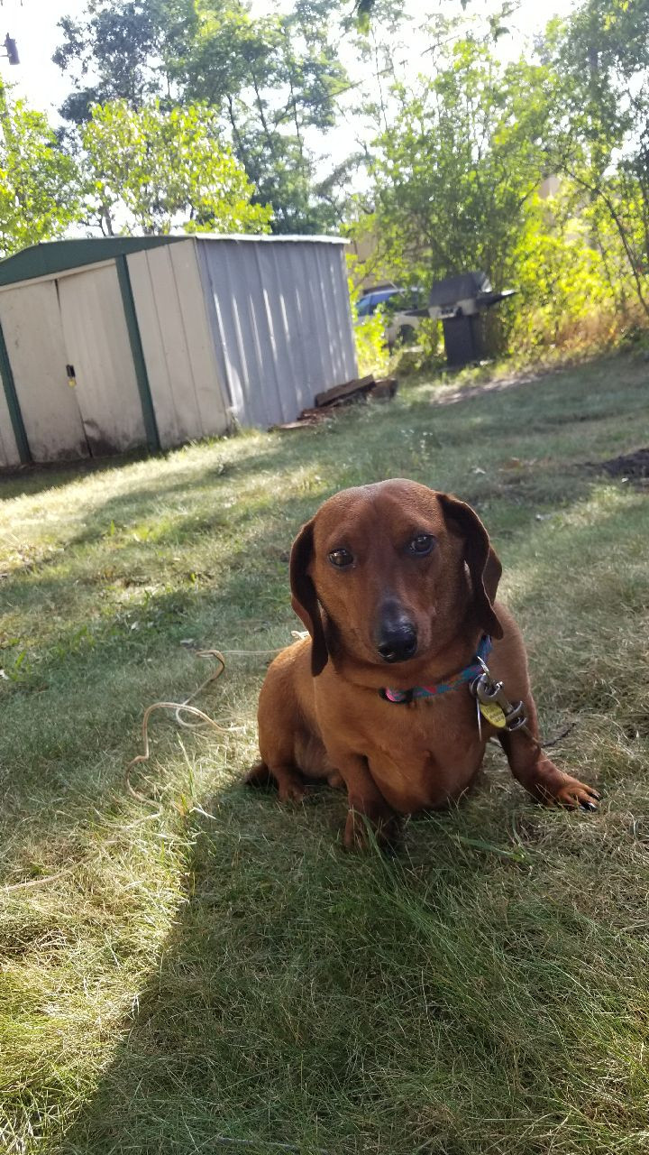 Dachshund Puppies For Sale Muskegon, MI 240212