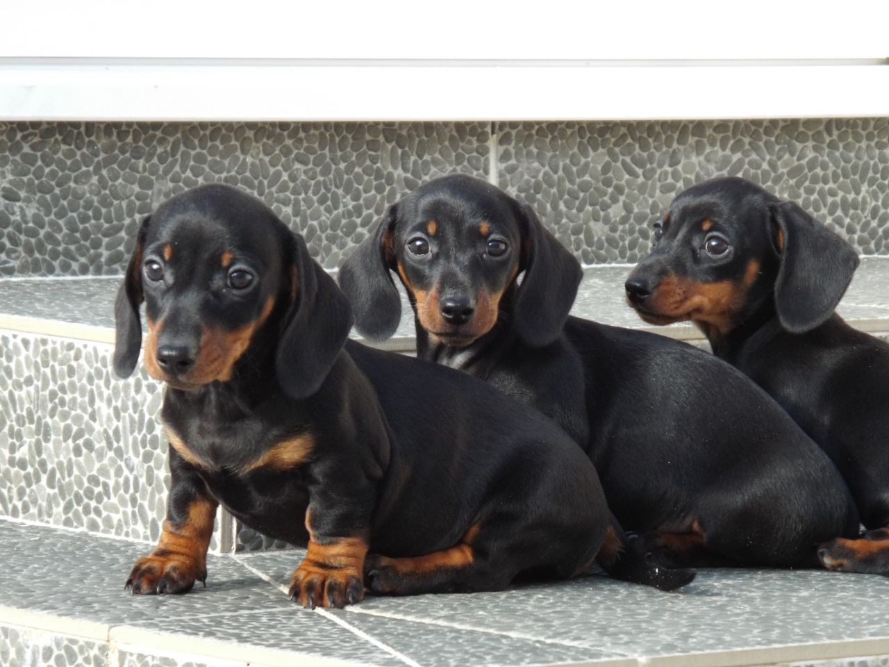 Dachshund Puppies For Sale Indianapolis Boulevard, North
