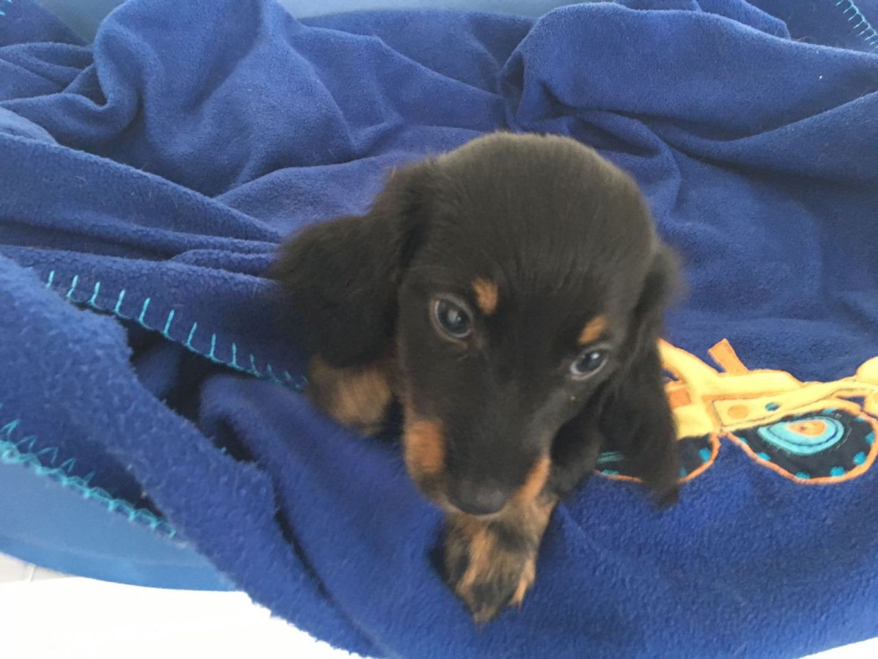 Dachshund Puppies For Sale Manchester, NH 242651