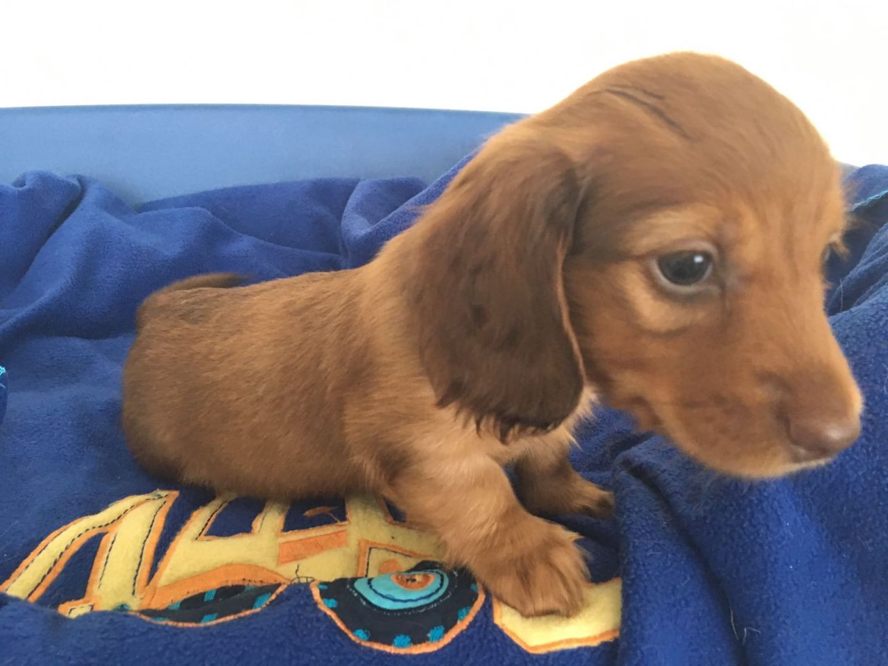 Dachshund Puppies For Sale Manchester, NH 242651