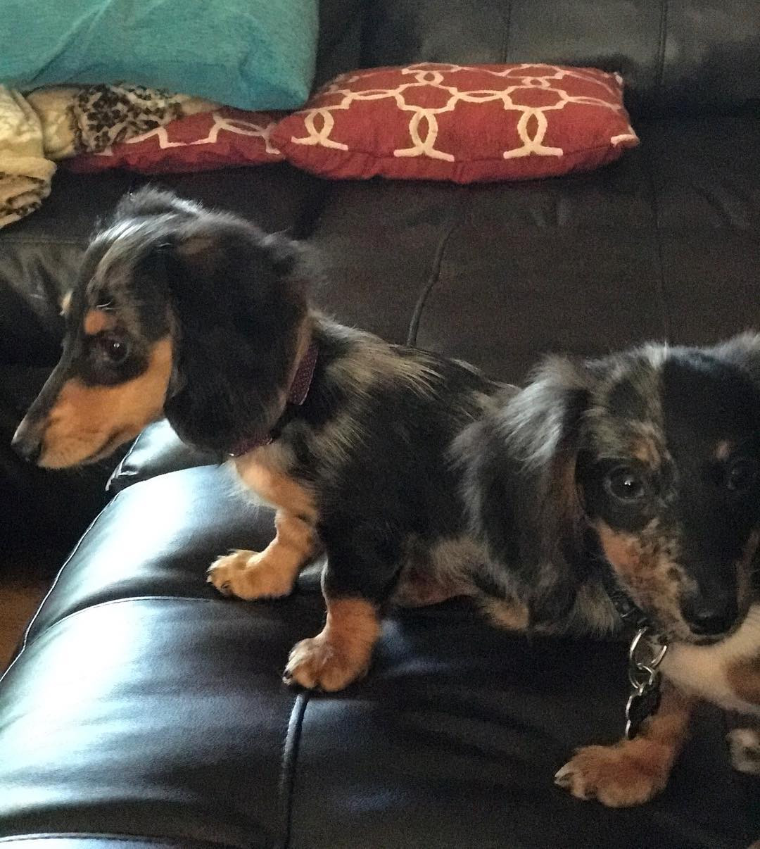 Dachshund Puppies For Sale Peachtree Street Northwest