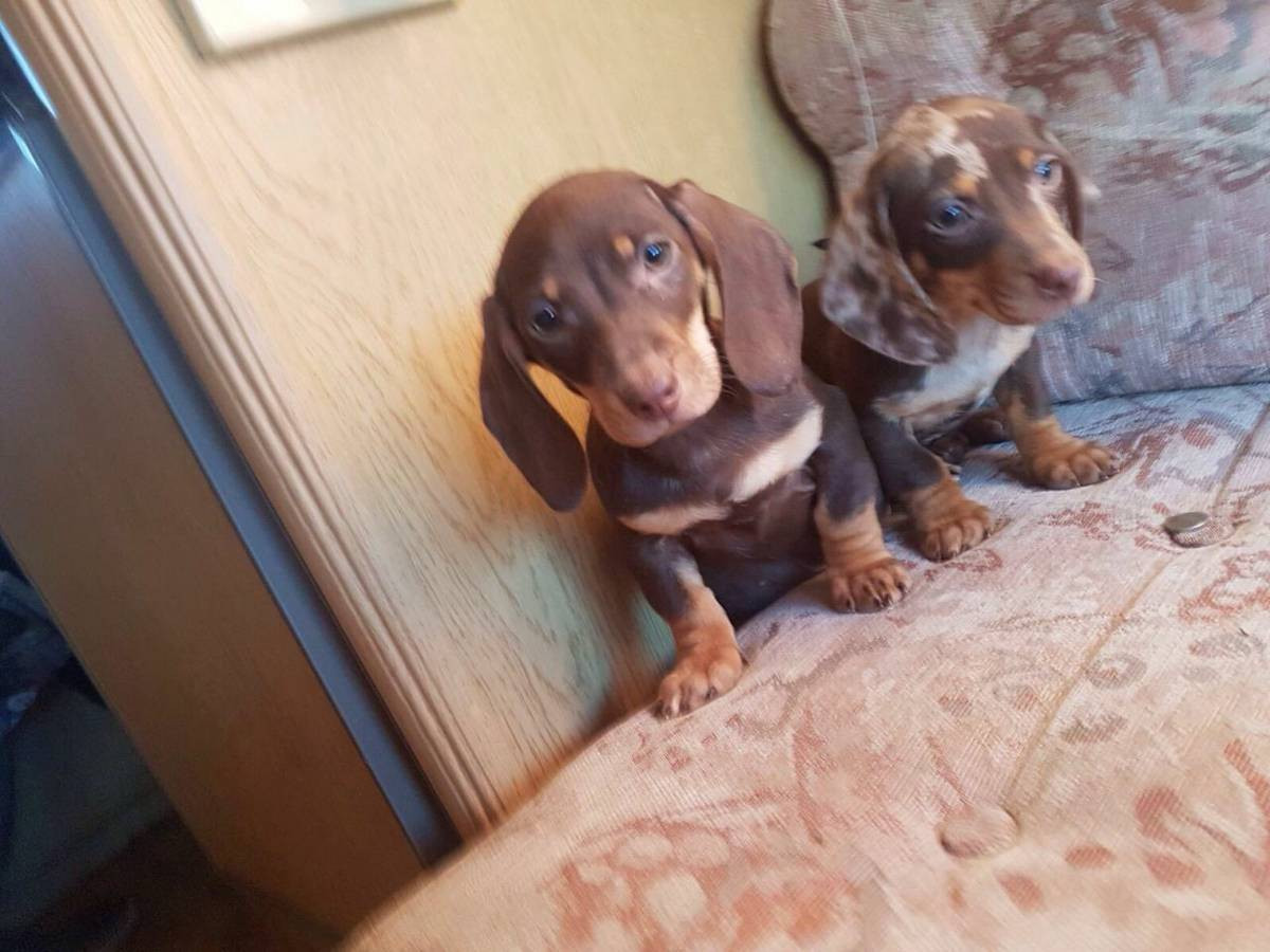 Dachshund Puppies For Sale Indianapolis, IN 254444