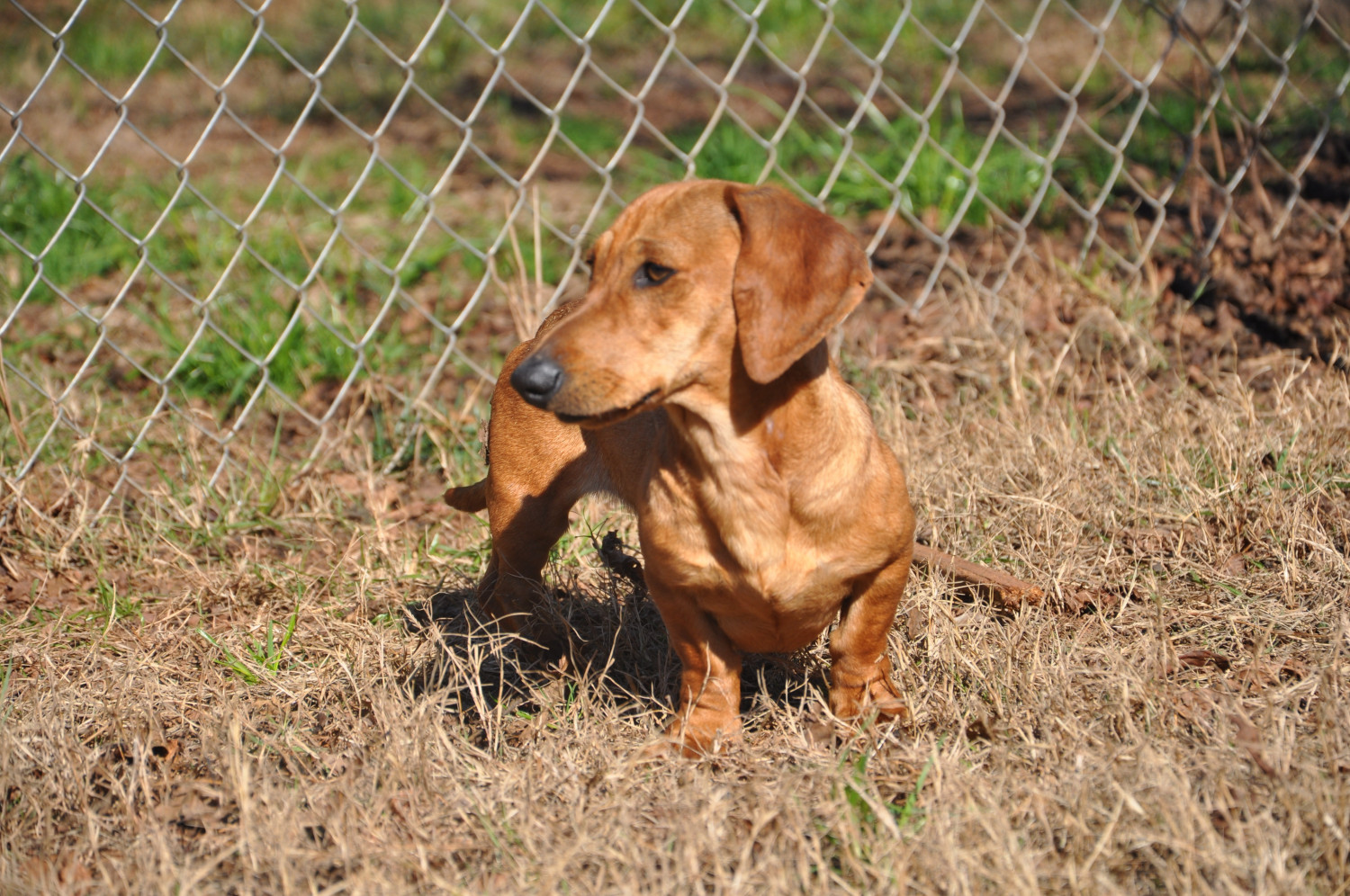 Dachshund Puppies For Sale Athens, GA 259281 Petzlover