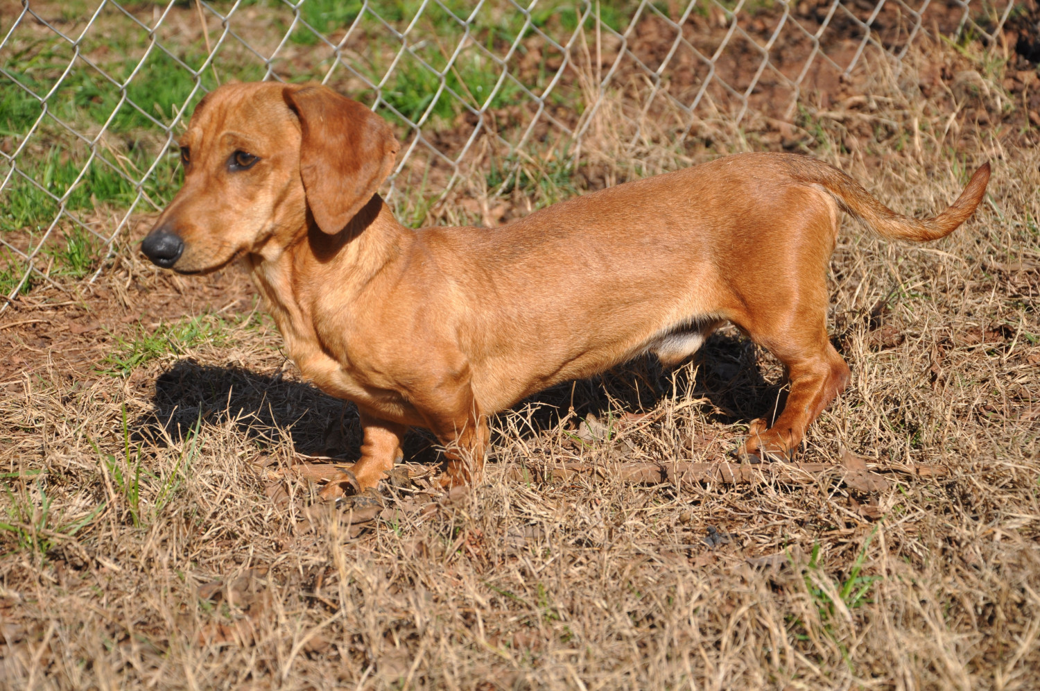 Dachshund Puppies For Sale Athens, GA 259281 Petzlover