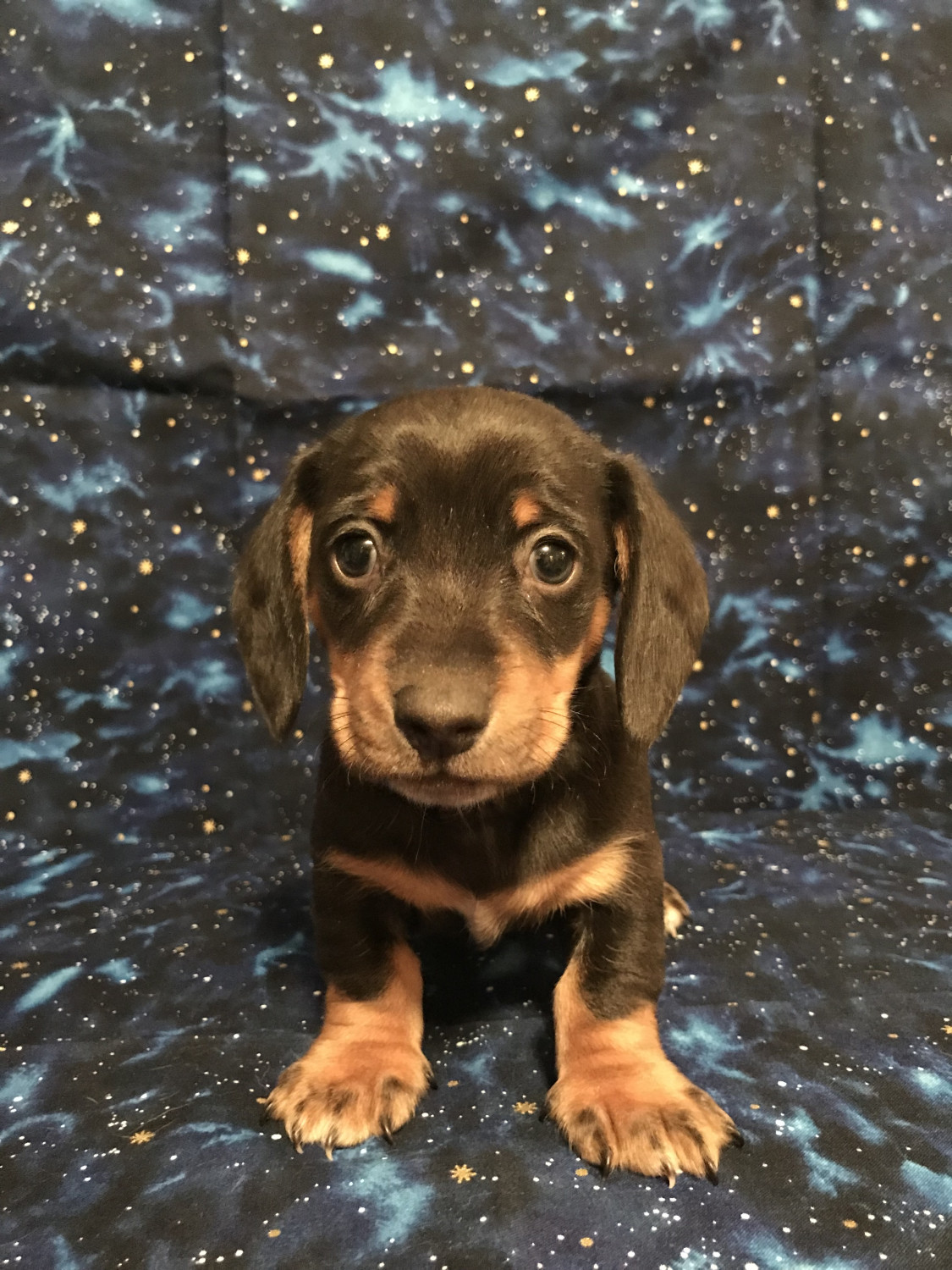 Dachshund Puppies For Sale Wellsville, OH 259661