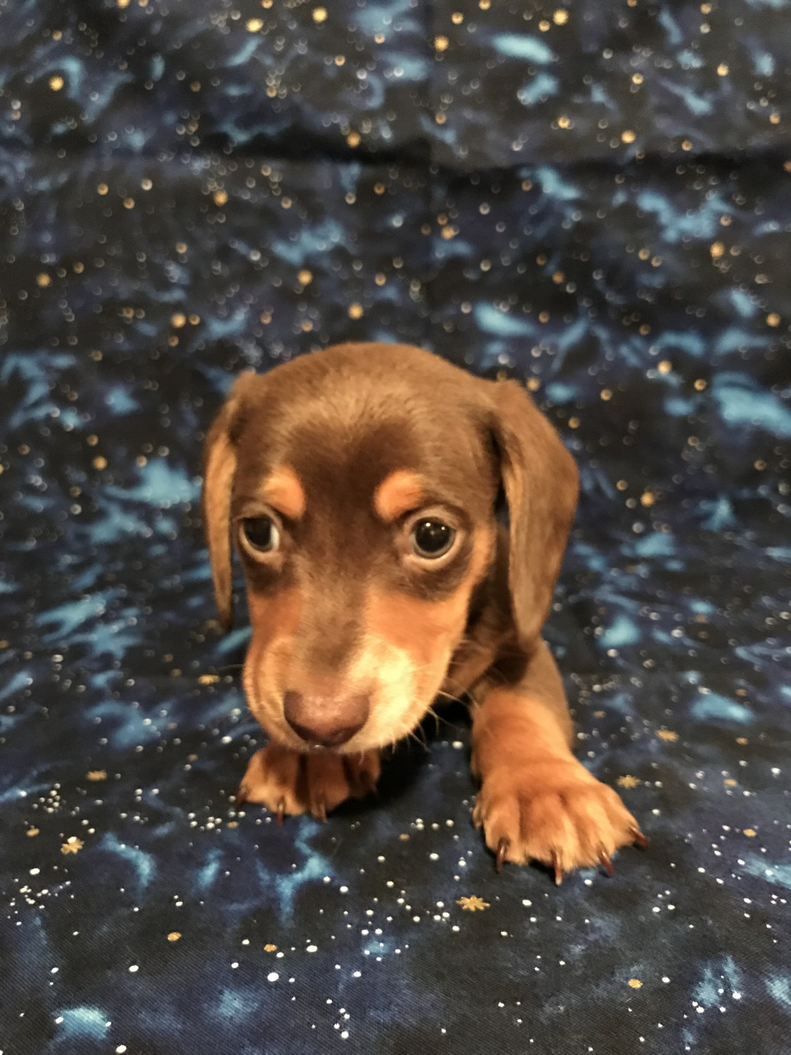 Dachshund Puppies For Sale Wellsville, OH 259661