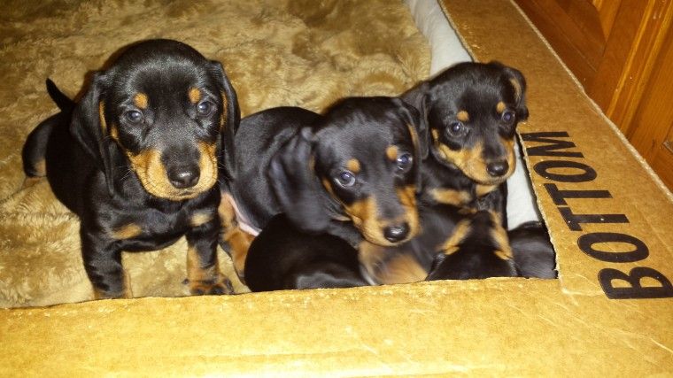 Dachshund Puppies For Sale Boston, MA 261056 Petzlover