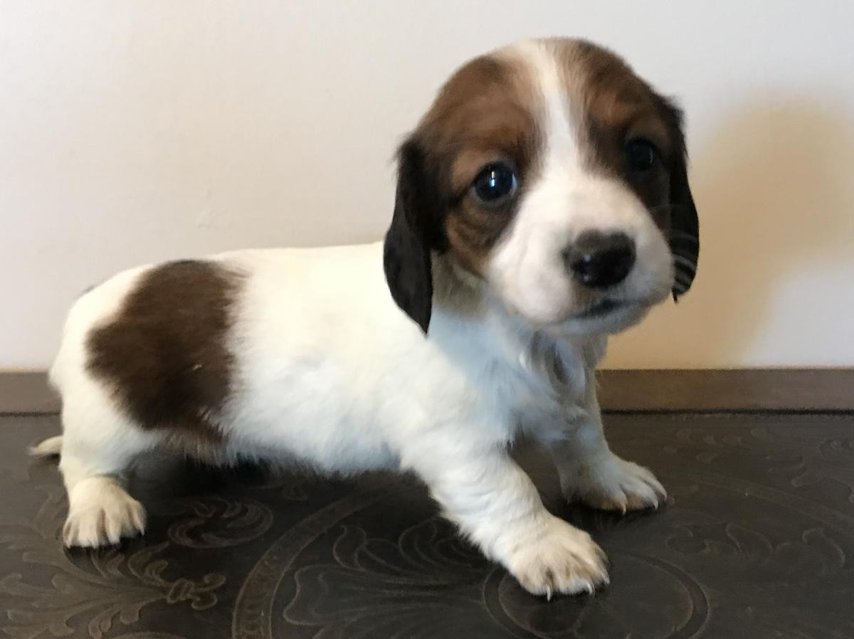 Dachshund Puppies For Sale Los Angeles, CA 263896
