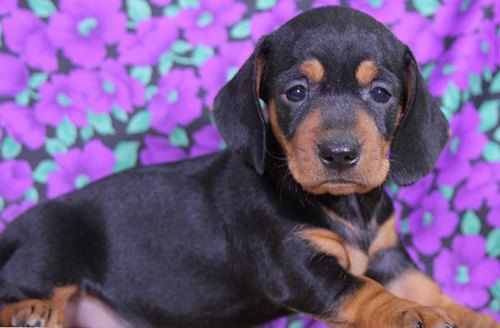 Dachshund Puppies For Sale City, MS 267725