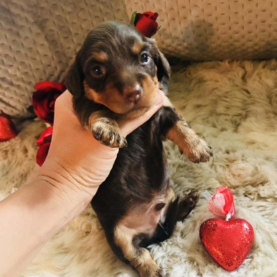 Dachshund Puppies For Sale Jackson, MS 270975 Petzlover