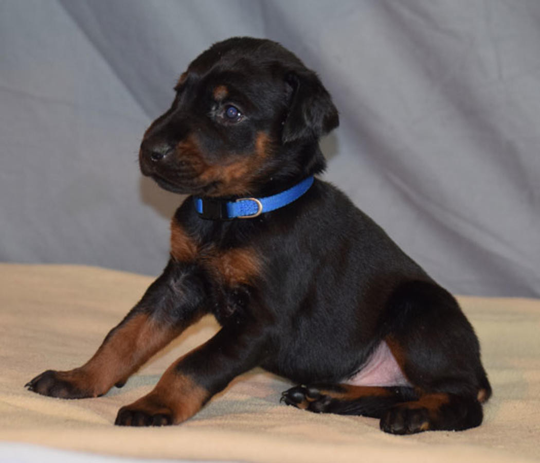 Dachshund Puppies For Sale | New York, NY #271862
