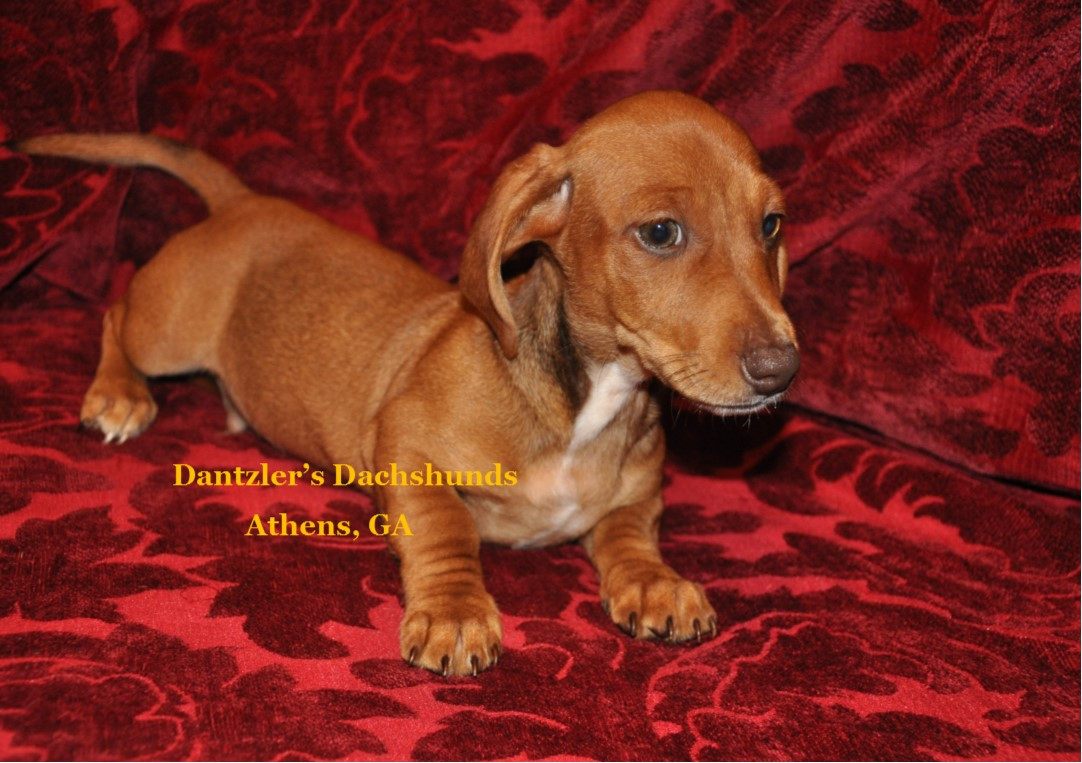 Dachshund Puppies For Sale Athens, GA 272218 Petzlover