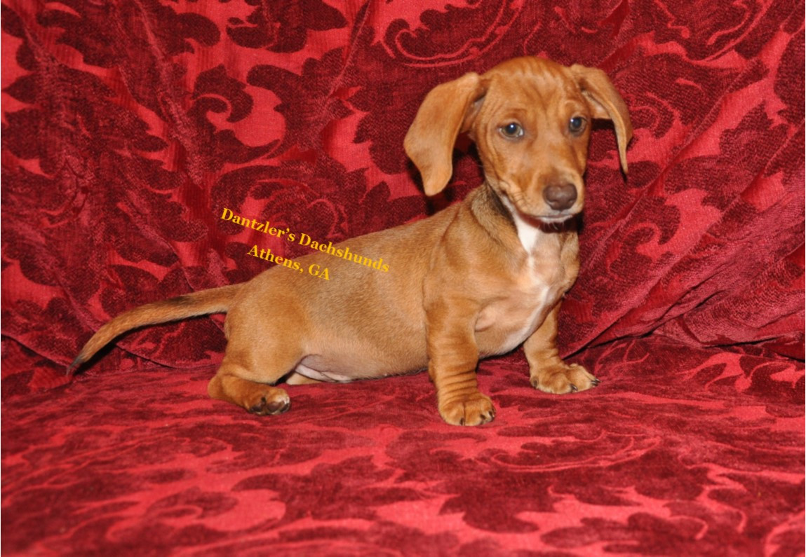 Dachshund Puppies For Sale Athens, GA 272218 Petzlover