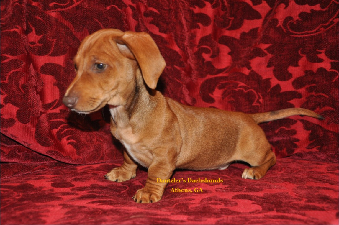 Dachshund Puppies For Sale Athens, GA 272218 Petzlover