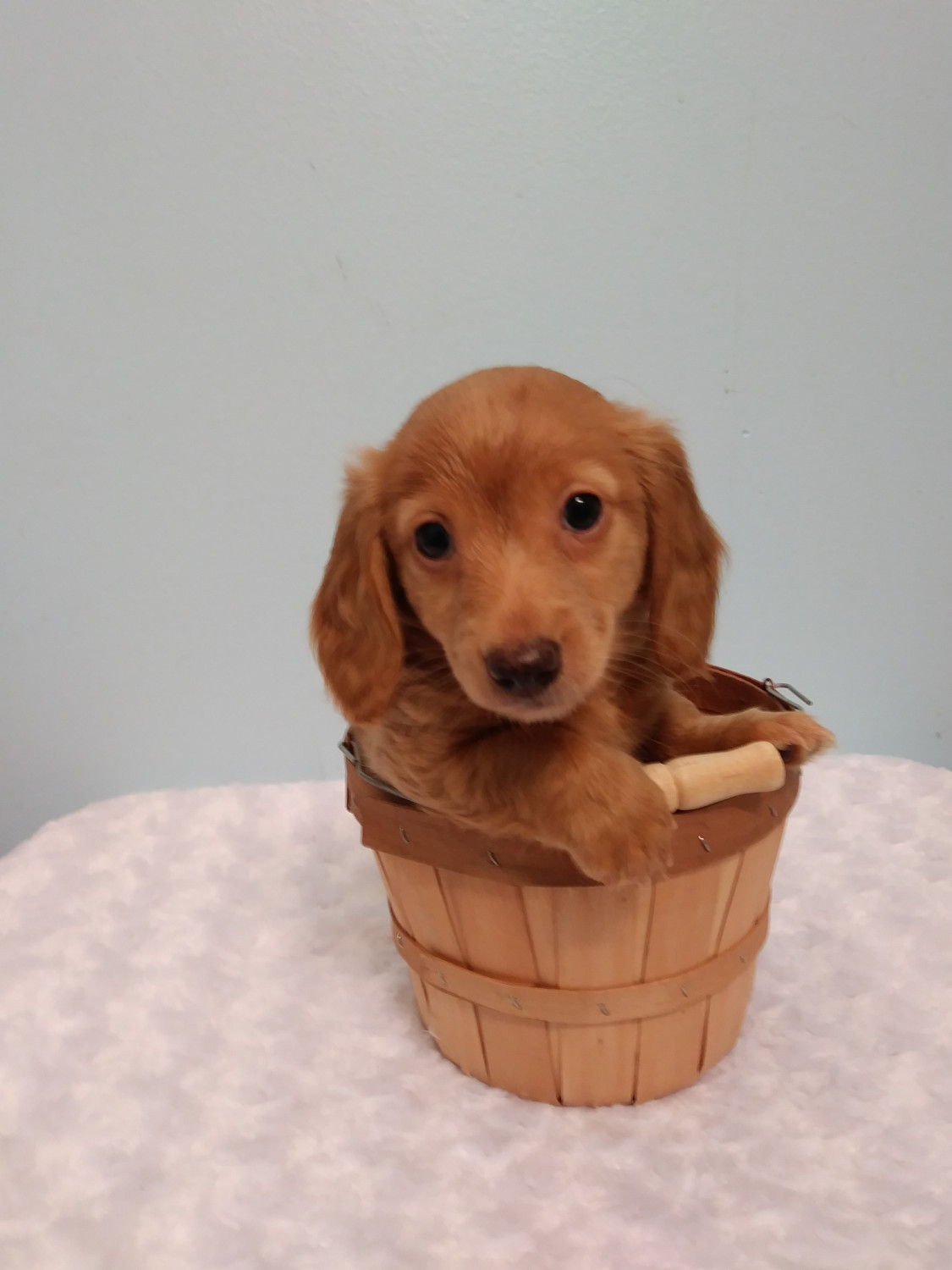 Dachshund Puppies For Sale Indianapolis, IN 274660