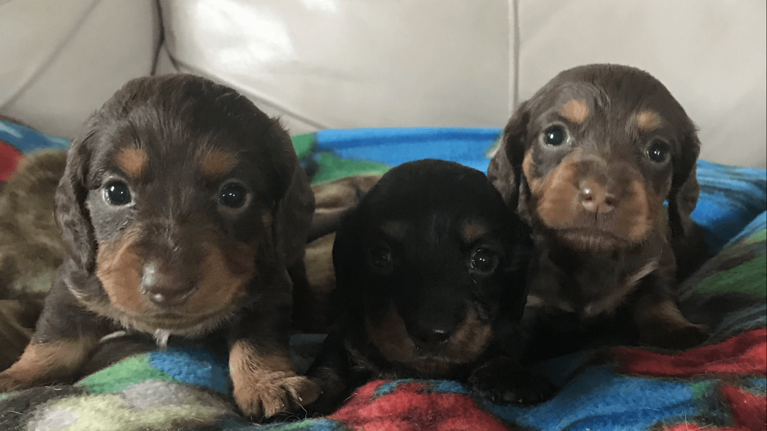 Dachshund Puppies For Sale Orlando, FL 276141 Petzlover
